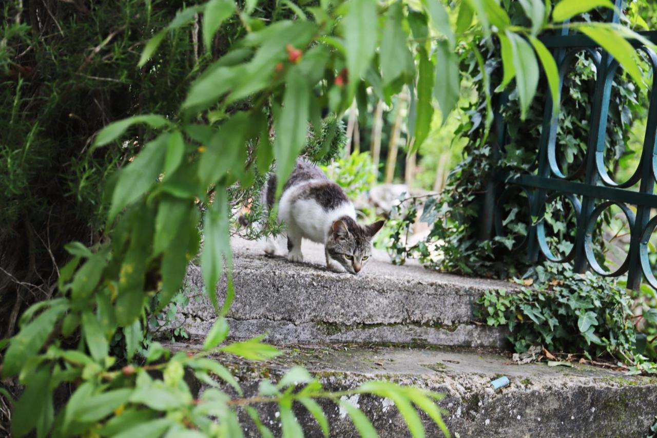 Kamp Seosko Domacinstvo Radman Otel Herceg Novi Dış mekan fotoğraf